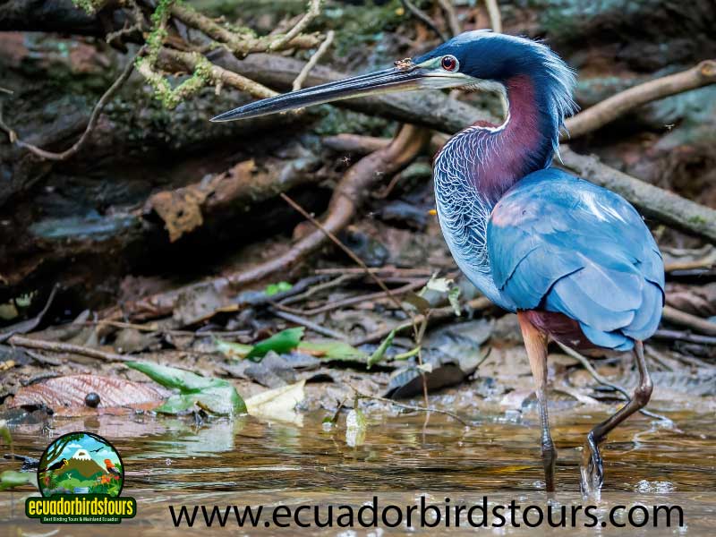 Sacha Amazon Lodge by Ecuador Birds Tours 41