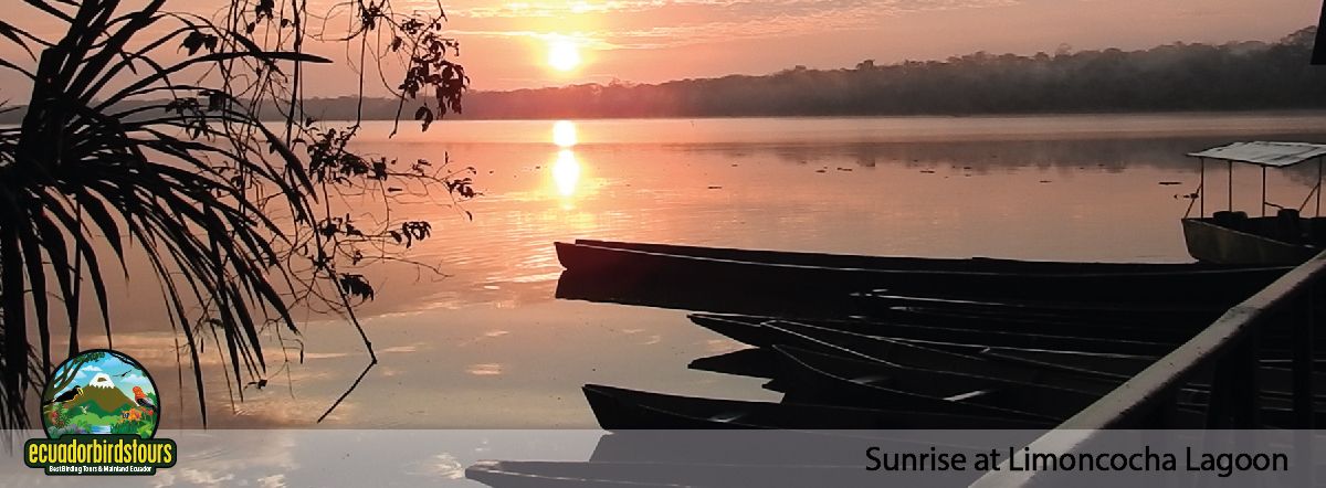 Amazon Lodges By Ecuador Birds Tours