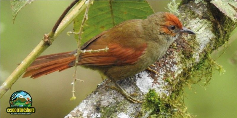 RED-FACED SPINETAIL (M)