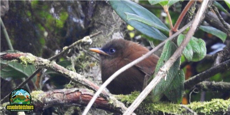 RUFOUS SPINETAIL (M)