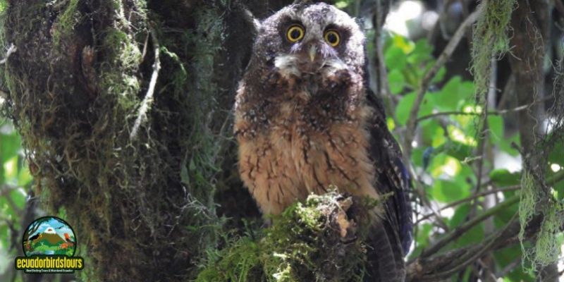 WHITE-THROATED SCREETCH OWL (M)