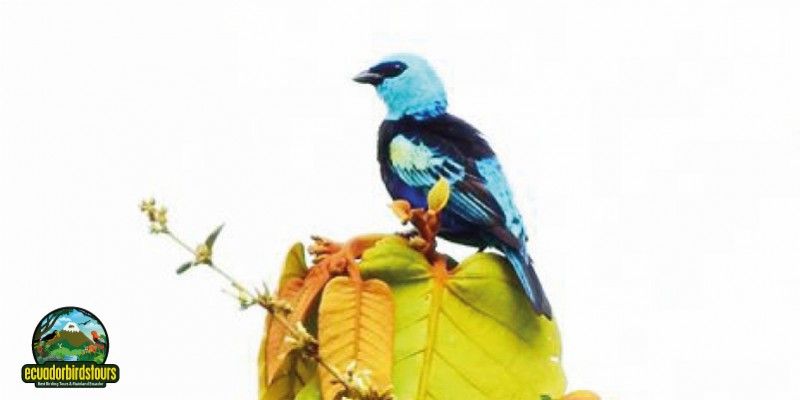 BLUE NECKED TANAGER