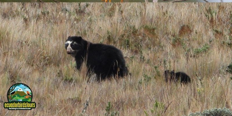 SPECTACLED BEAR WITH CUB