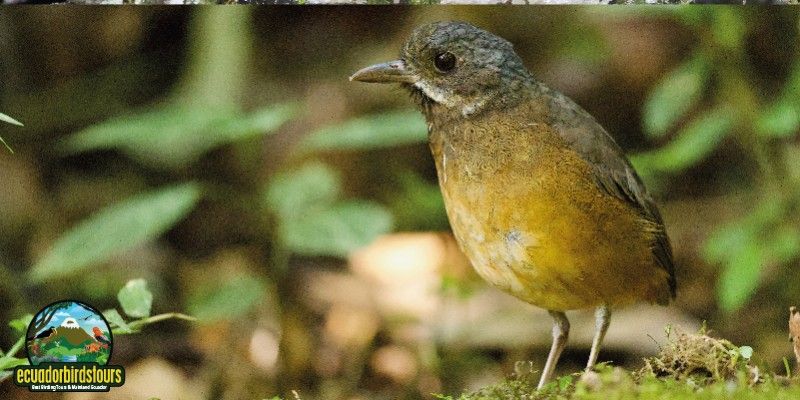 MOUSTACHED ANTPITTA