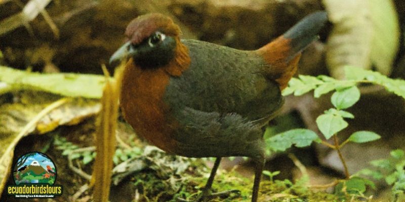 RUFOUS-BREASTED ANTTHRUSH