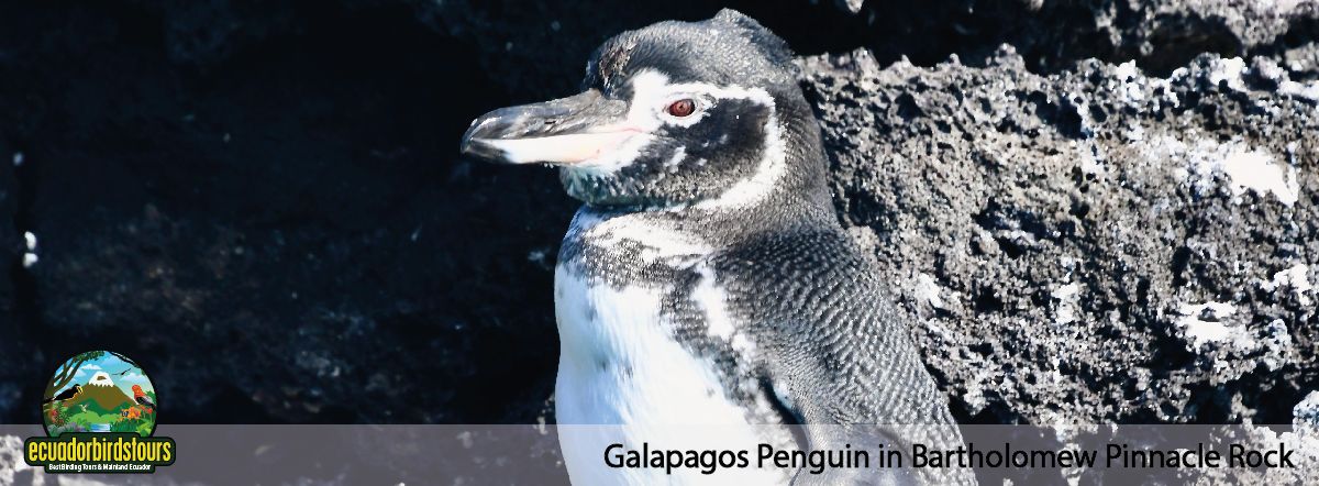 Galapagos Island Hopping