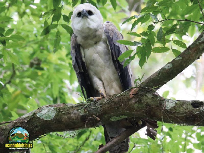 16 Days 15 Nights The Amazon & Limoncocha Harpy Eagle Birding Circuit