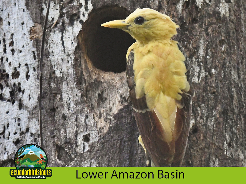 Cream-coloured Woodpecker