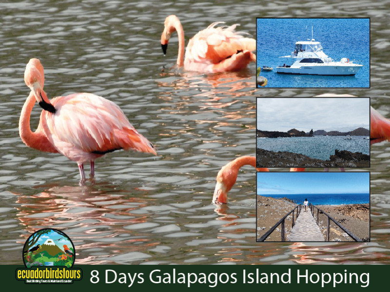 8 Days 7 Nights Santa Cruz and Isabela Island Hopping