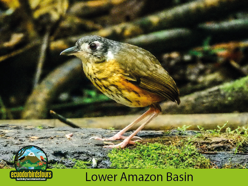 Amazon - Limoncocha Reserve