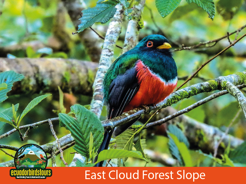East - San Isidro Reserve