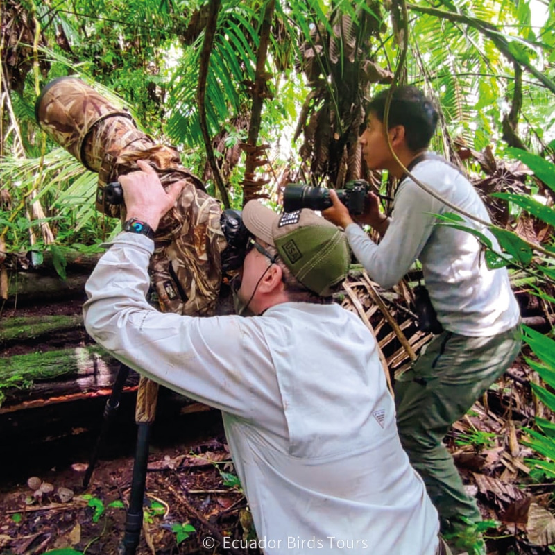 15 days birding photo tours in ecuador by ecuador birds tours (7)