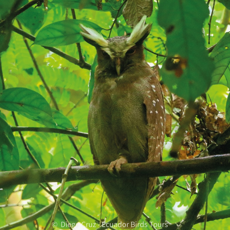 amazon birding tours in ecuador by ecuador birds tours (20)