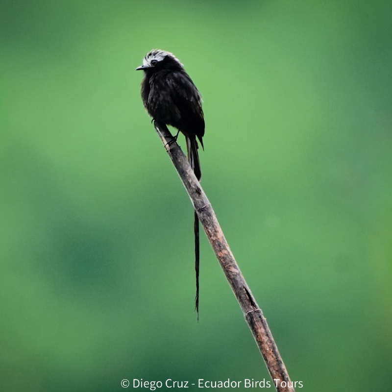 birding reports in ecuador by ecuador birds tours (6)