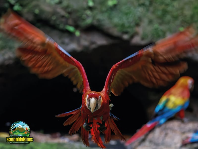 birding in ecuador tours napo wildlife center