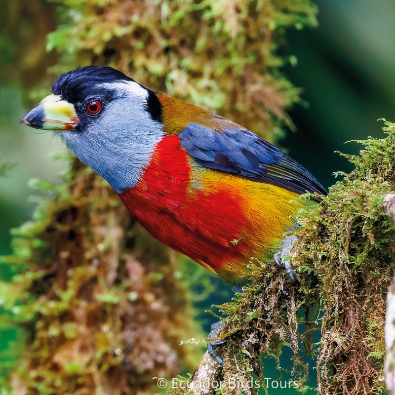 birds of ecuador by ecuador birds tours (25)