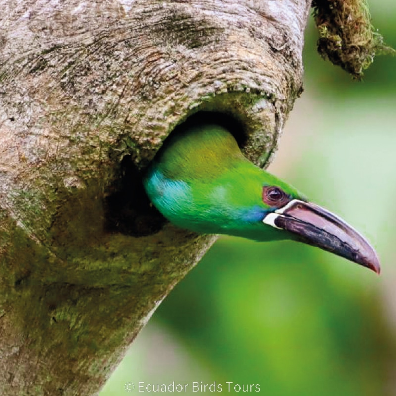 birdwatching tours in ecuador by ecuador birds tours (7)