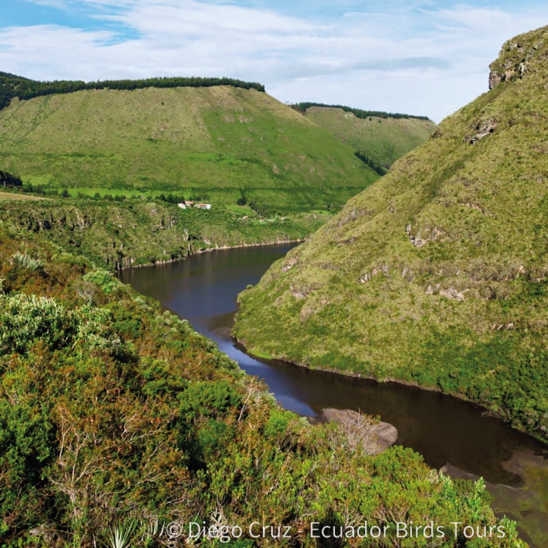 birdwatching in the andes jimenita, antisana and zuro loma (24)