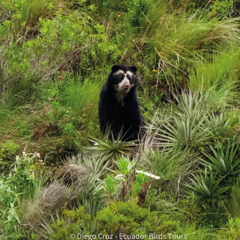 birdwatching in the andes jimenita, antisana and zuro loma (26)