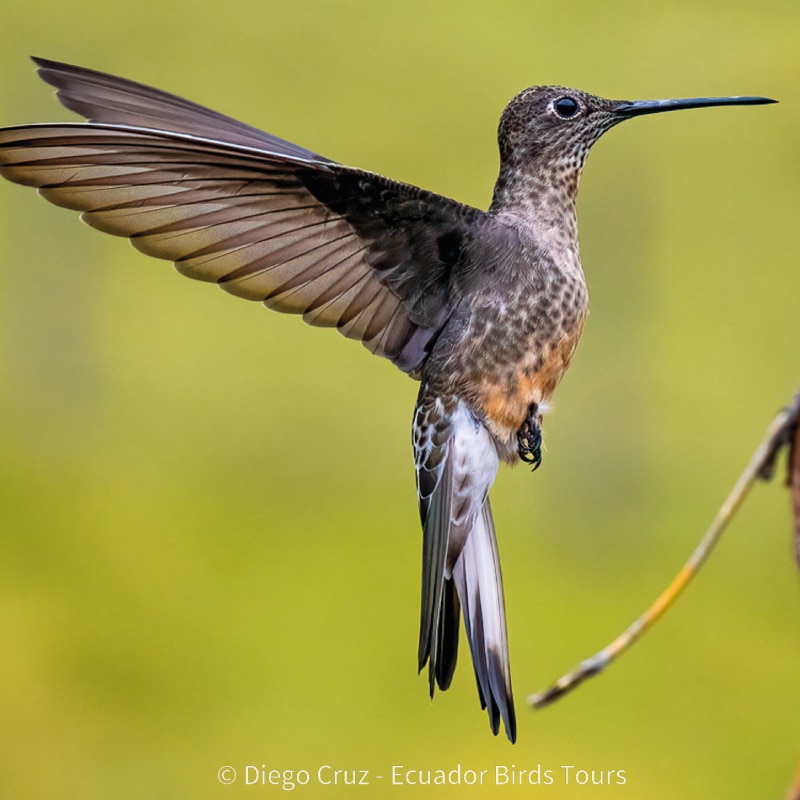 birdwatching in the andes jimenita, antisana and zuro loma (28)