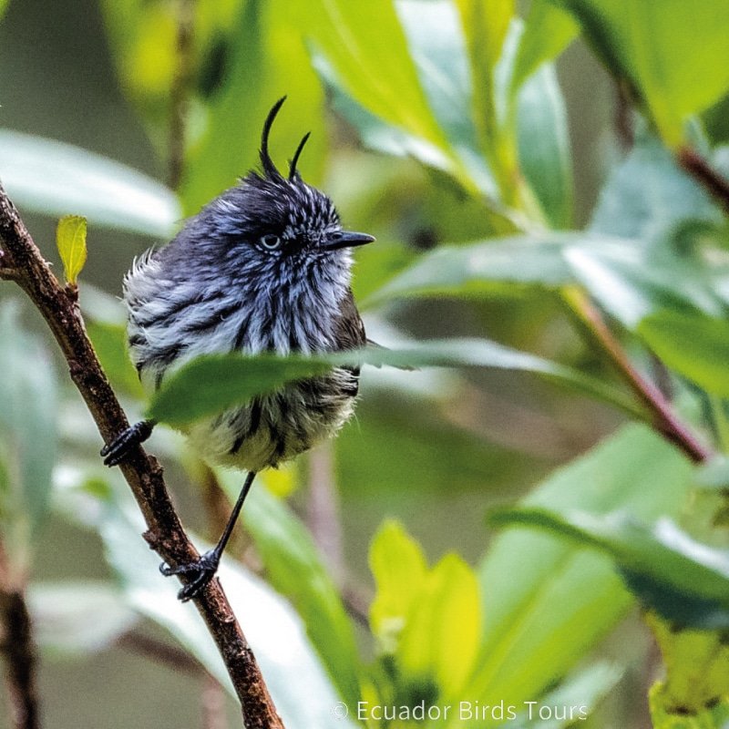 birdwatching in the andes jimenita, antisana and zuro loma (35)