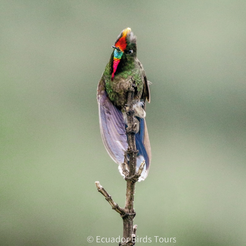 birdwatching in the andes jimenita, antisana and zuro loma (4)