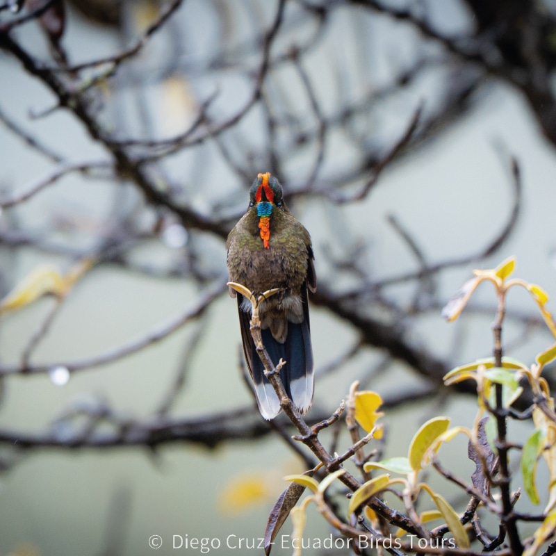 birdwatching in the andes jimenita, antisana and zuro loma (7)