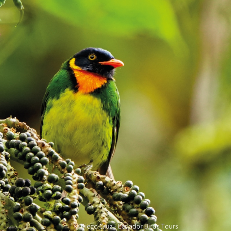 cloud forests bird species photo bird tours ecuador (19)