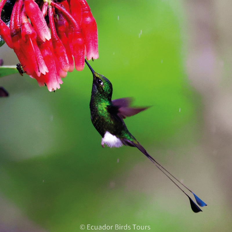 cloud forests bird species photo bird tours ecuador (22)
