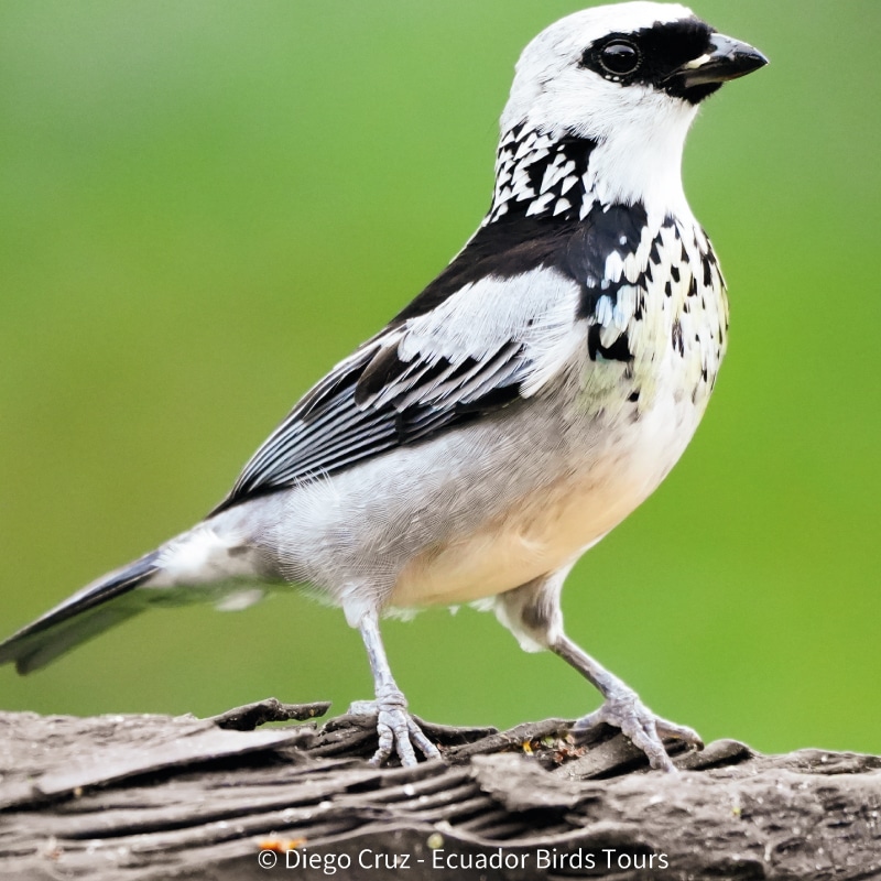cloud forests bird species photo bird tours ecuador (32)