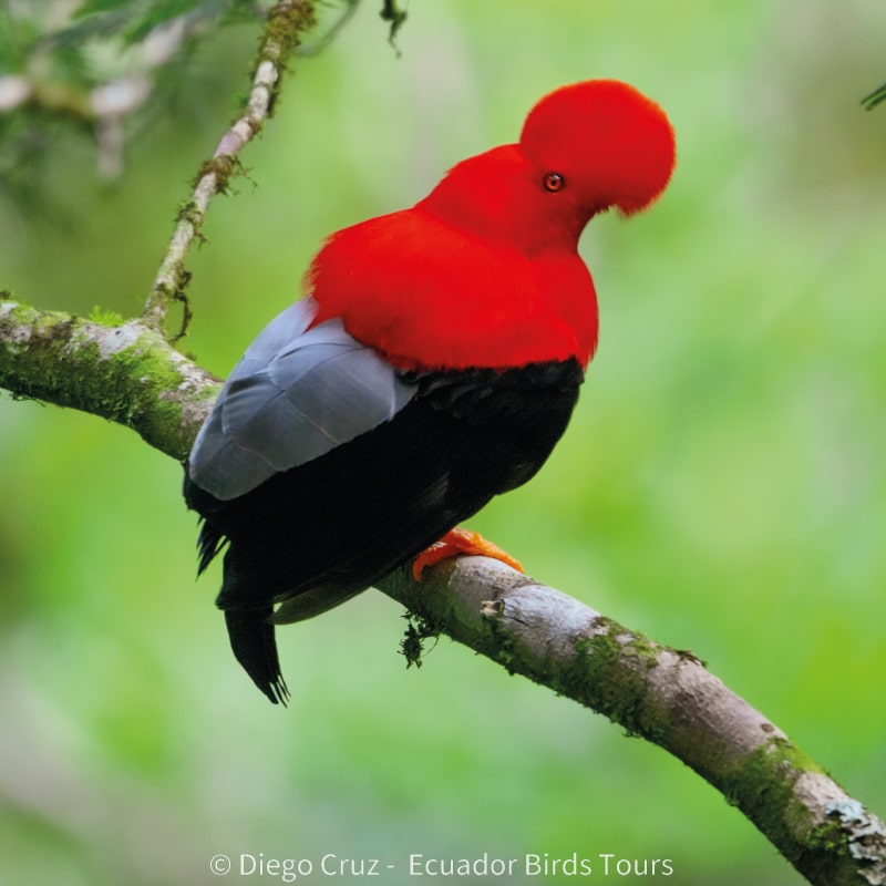 cloud forests bird species photo bird tours ecuador (8)