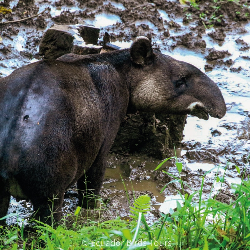 eastern cloud forest ecuador birding photo tours (1)