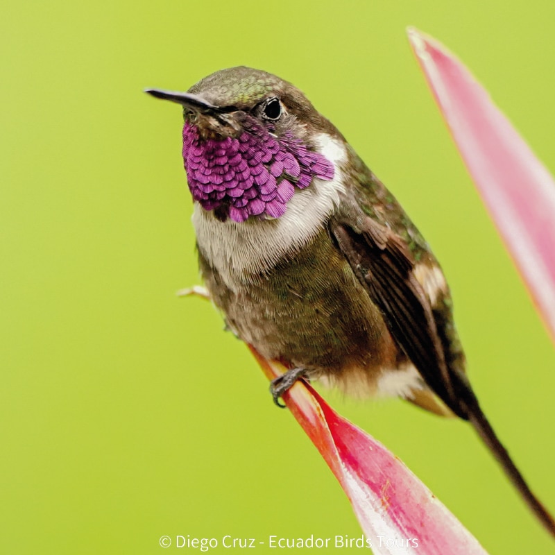 eastern cloud forest ecuador birding photo tours (3)