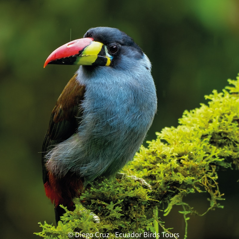 eastern cloud forest ecuador birding photo tours (5)