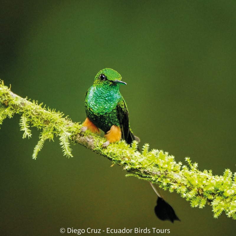 eastern cloud forest ecuador birding photo tours (8)