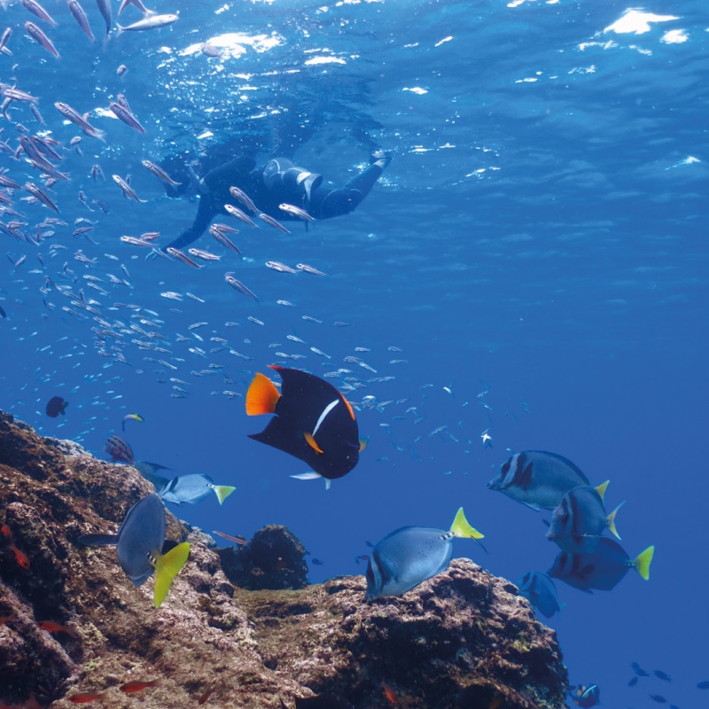 galapagos cruises alya luxury by ecuador birds tours (5)