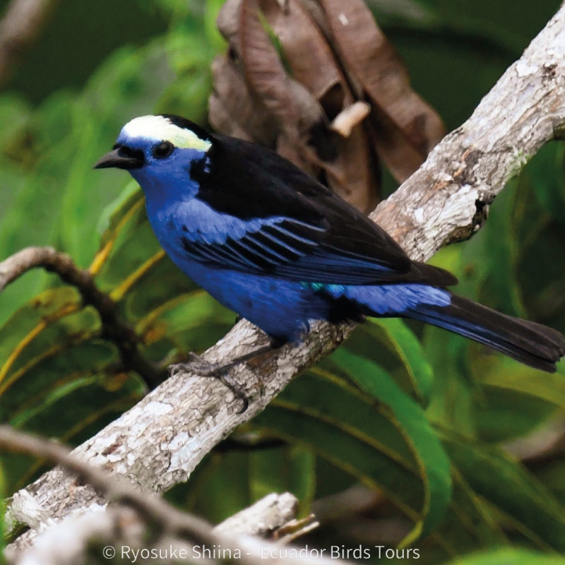 limoncocha and yasuni national park photo tours by ecuador birds tours (11)
