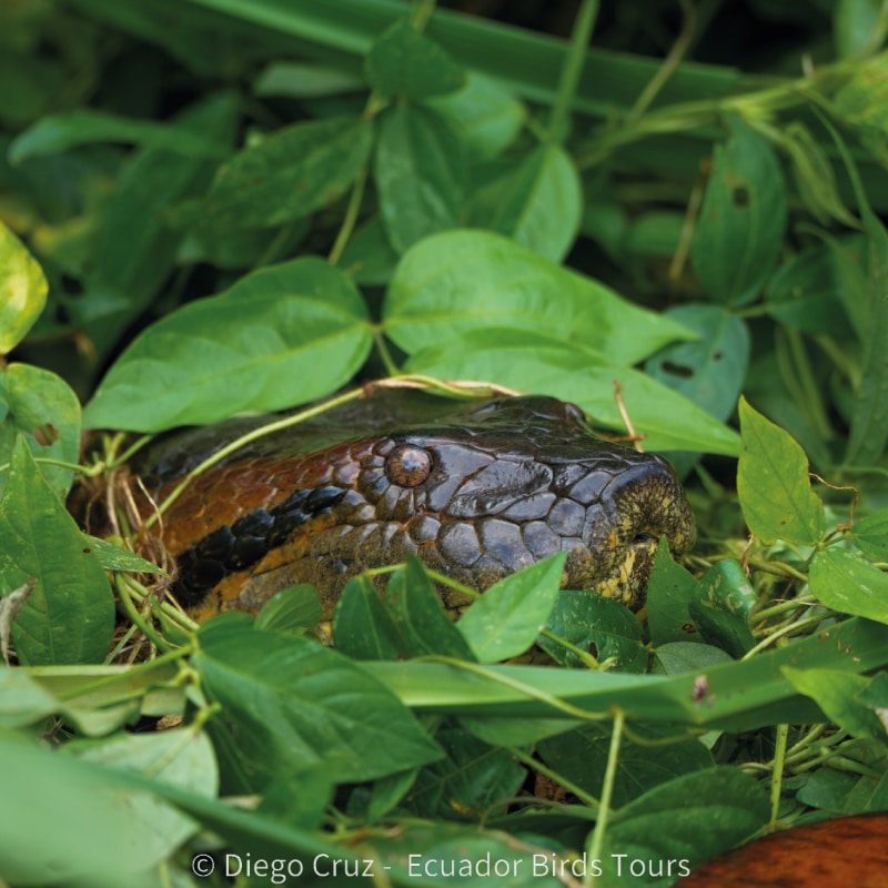 limoncocha and yasuni national park photo tours by ecuador birds tours (17)