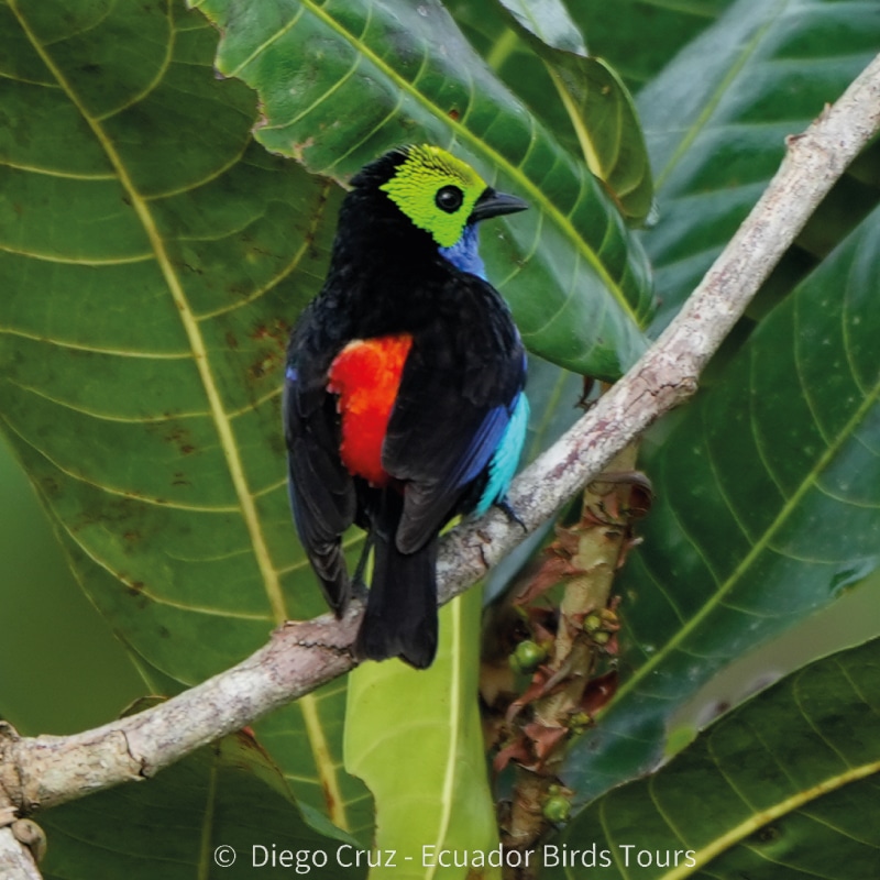 limoncocha and yasuni national park photo tours by ecuador birds tours (21)