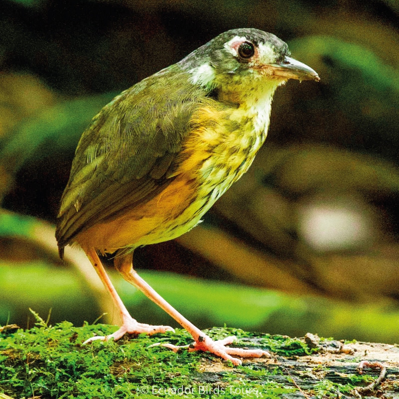 limoncocha and yasuni national park photo tours by ecuador birds tours (26)
