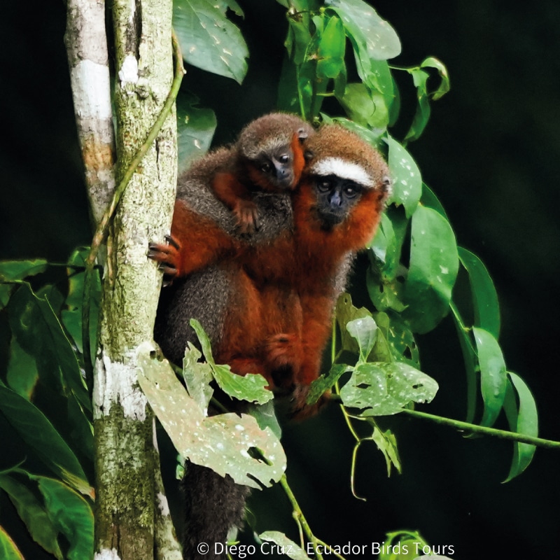 limoncocha and yasuni national park photo tours by ecuador birds tours (27)