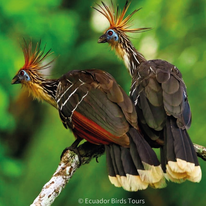 limoncocha and yasuni national park photo tours by ecuador birds tours (31)