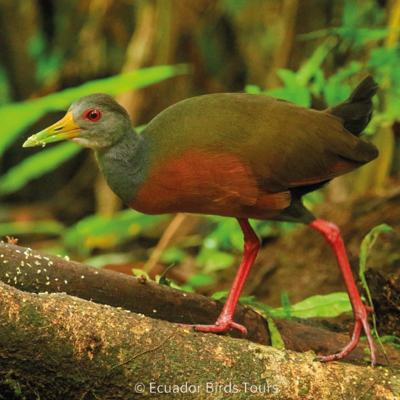 limoncocha and yasuni national park photo tours by ecuador birds tours (4)