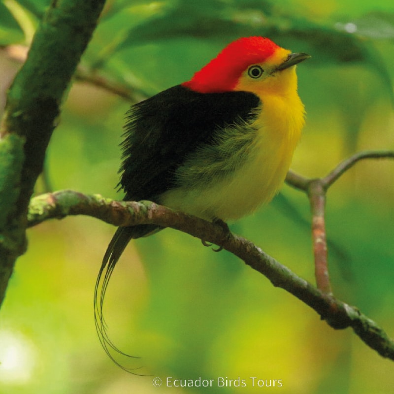 limoncocha and yasuni national park photo tours by ecuador birds tours (6)