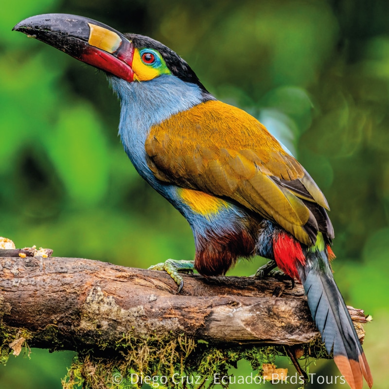 mindo birds tours by ecuador birds tours (29)