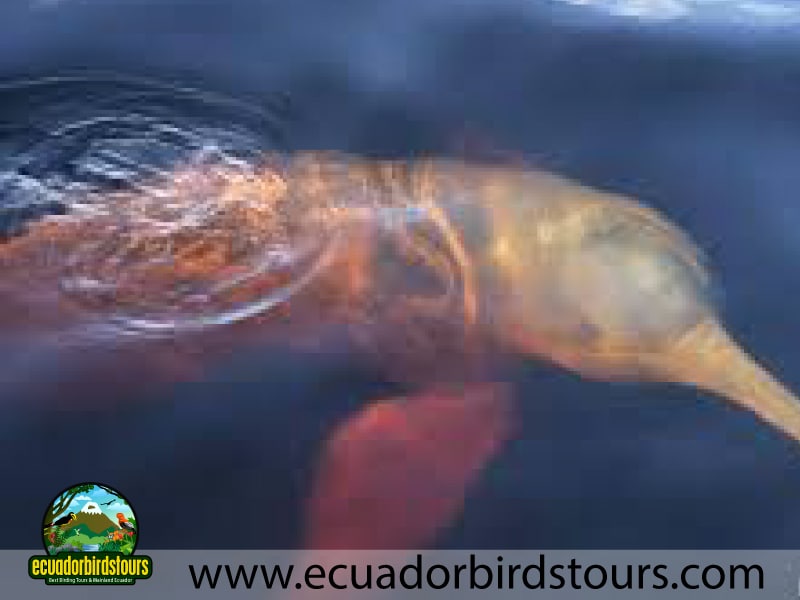 nampi pink dolphins birding lodges