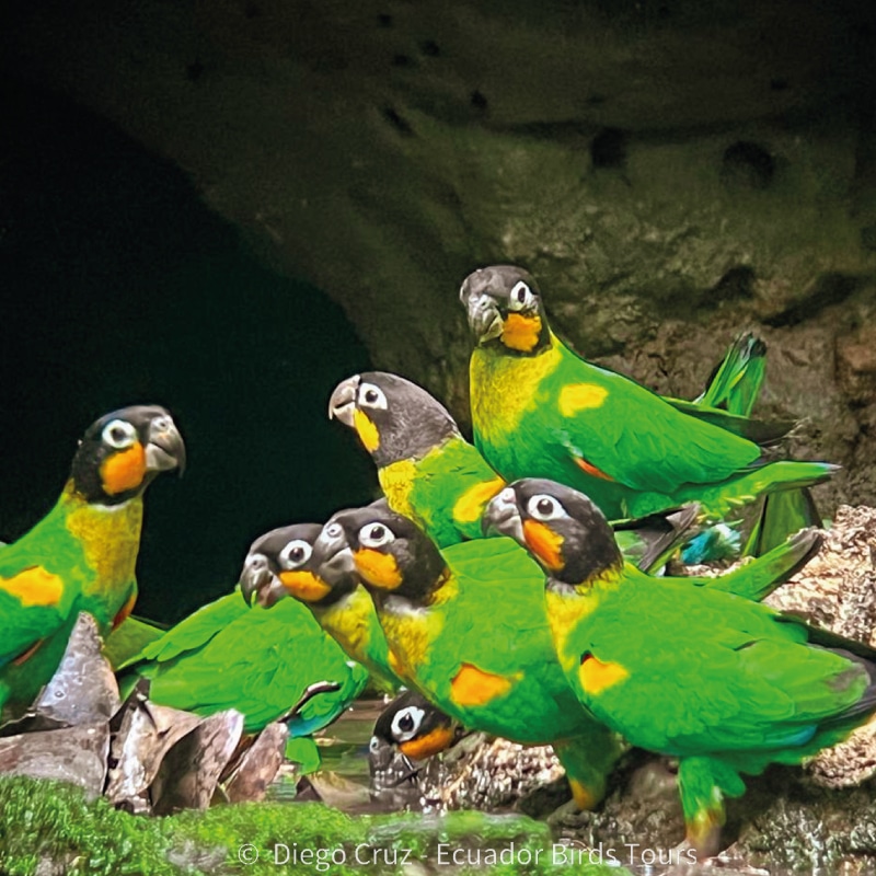 napo wildlife center birding lodge by ecuador bird tour (16)