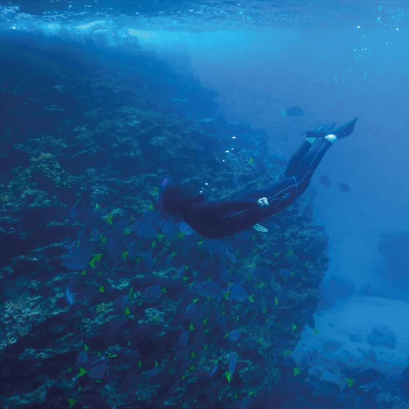 orion cruise galapagos by ecuador birds tours (6)