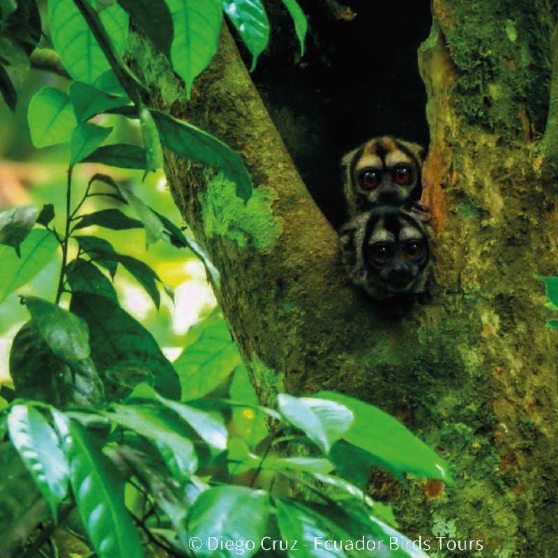 sacha amazon lodge by ecuador birds tours (13)