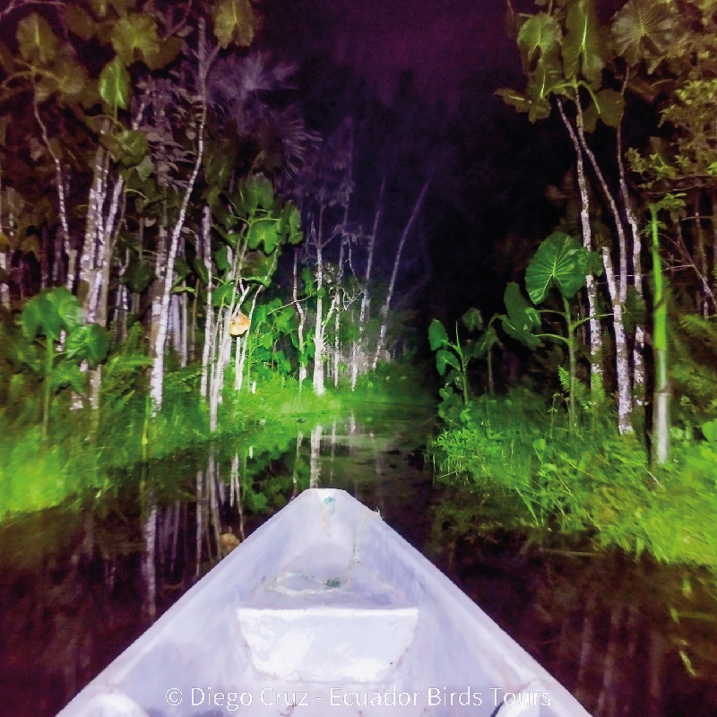 sacha amazon lodge by ecuador birds tours (18)